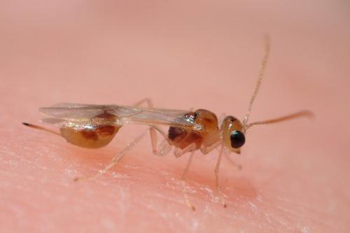 Réf. 232 033 : Chrysopophthorus hungaricus
